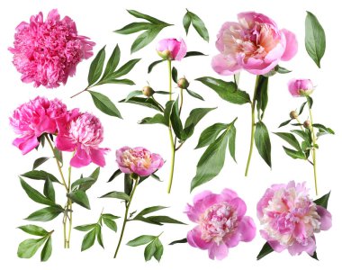 Yeşil yapraklı taze şakayıklar beyaz üzerine izole edilmiş.