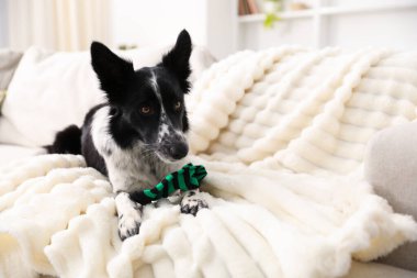 Beyaz kanepede çoraplı şirin Border Collie köpeği. Metin için boşluk