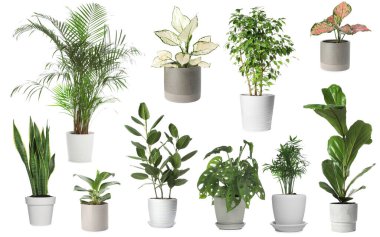 Beyaz tencerelerde yeşil ev bitkileri, set