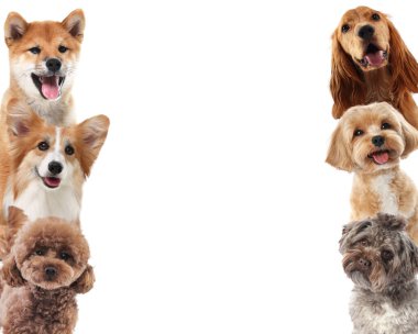 Farklı cinsten şirin köpekler, beyazlar üzerinde izole edilmiş.