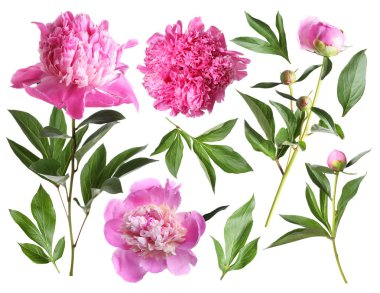 Yeşil yapraklı taze şakayıklar beyaz üzerine izole edilmiş.