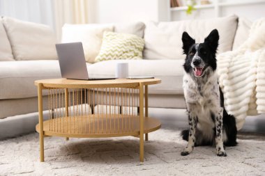 Sevimli Border Collie köpeği evdeki kahve masasının yanında oturuyor.