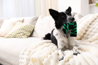 Beyaz kanepede çoraplı şirin Border Collie köpeği. Metin için boşluk
