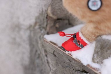 Evcil hayvan için kıyafetler. Kaya yüzeyinde kırmızı eldivenli, dışarıda karlı sevimli kızıl kedi, yakın plan. Metin için boşluk
