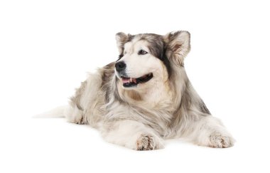 Sevimli Alaska köpeği beyaz arka planda yatıyor.