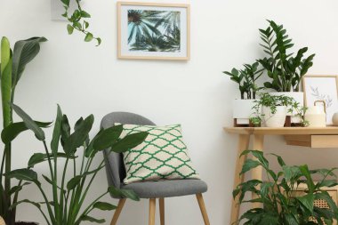 Farklı saksı bitkileri, koltuk ve beyaz duvarın yanındaki masa. İç tasarım