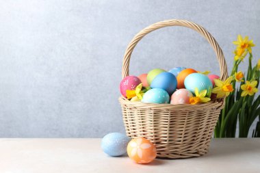 Hasır sepetin içine boyanmış Paskalya yumurtaları bej masa üzerinde ve nergisler gri arka planda, mesaj için boşluk