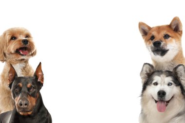 Farklı cinsten şirin köpekler, beyazlar üzerinde izole edilmiş.