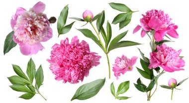 Yeşil yapraklı taze şakayıklar beyaz üzerine izole edilmiş.