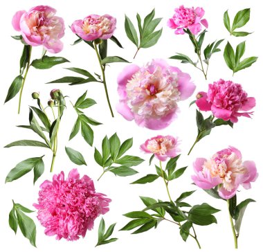 Yeşil yapraklı taze şakayıklar beyaz üzerine izole edilmiş.