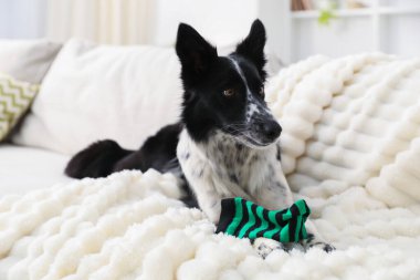 Beyaz kanepede çoraplı şirin Border Collie köpeği, yakın plan.