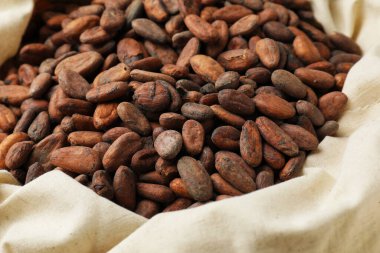 Torbada taze kakao çekirdekleri, yakın çekim görüntüsü.
