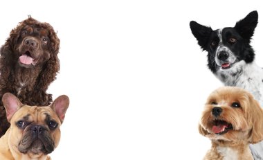 Farklı cinsten sevimli köpekler, beyazlar üzerinde izole edilmiş.