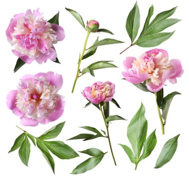 Yeşil yapraklı taze şakayıklar beyaz üzerine izole edilmiş.