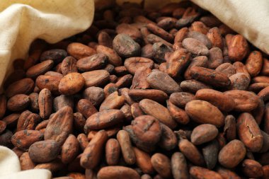 Torbada taze kakao çekirdekleri, yakın çekim görüntüsü.