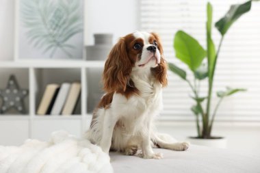Sevimli Şövalye Kral Charles Spaniel evde yatakta oturuyor.