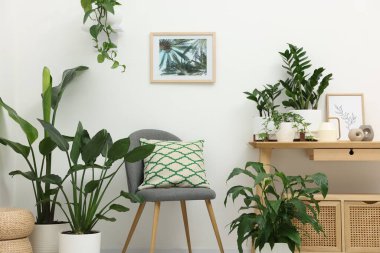 Farklı saksı bitkileri, koltuk ve beyaz duvarın yanındaki masa. İç tasarım