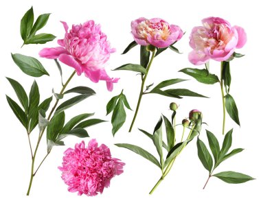 Yeşil yapraklı taze şakayıklar beyaz üzerine izole edilmiş.