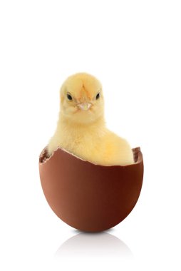 Beyaz arka planda kırık çikolata yumurtası içinde tatlı pofuduk piliç.