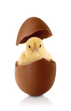 Beyaz arka planda kırık çikolata yumurtası içinde tatlı pofuduk piliç.