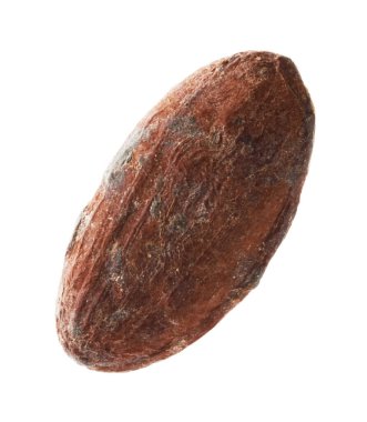 Bir doğal kakao çekirdeği beyaz üzerine izole edilmiş.