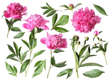 Yeşil yapraklı taze şakayıklar beyaz üzerine izole edilmiş.