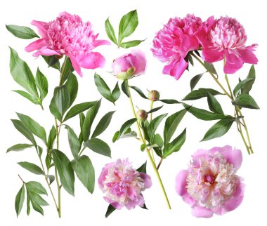 Yeşil yapraklı taze şakayıklar beyaz üzerine izole edilmiş.