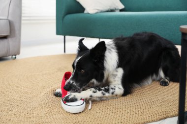 Şirin Border Collie köpeği içeride spor ayakkabısıyla oynuyor. Metin için boşluk