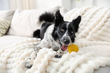Şirin Border Collie köpek çiğneme oyuncağı Beyaz koltukta kapalı, yakın plan