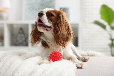 Sevimli Şövalye Kral Charles Spaniel evcil oyuncağıyla yatakta uzanıyor, yakın plan.