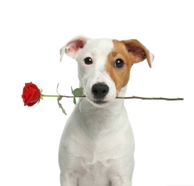 Beyaz arka planda gülü olan sevimli bir köpek.