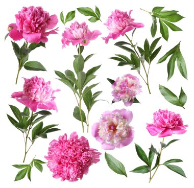 Yeşil yapraklı taze şakayıklar beyaz üzerine izole edilmiş.