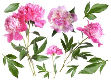 Yeşil yapraklı taze şakayıklar beyaz üzerine izole edilmiş.