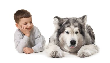 Küçük çocuk beyaz arka planda sevimli Alaska malamute köpeğine bakıyor.