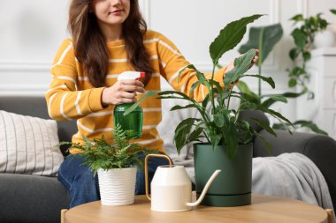 Bir kadın güzel saksı bitkisini suyla ilaçlıyor, yakın plan.