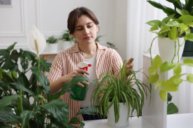 Güzel saksı bitkisine su püskürten bir kadın.