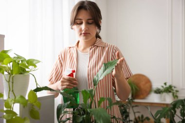 Güzel saksı bitkisine su püskürten bir kadın.