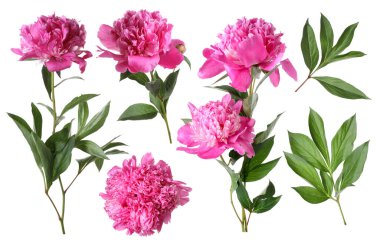 Yeşil yapraklı taze şakayıklar beyaz üzerine izole edilmiş.