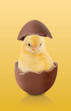 Kırık çikolata yumurtalı, turuncu gradyan arka planda sevimli pofuduk piliç.