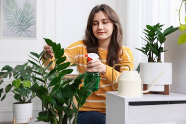 Bir kadın güzel saksı bitkisini suyla ıslatıyor.