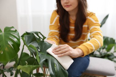 Evdeki güzel çiçek yapraklarını silen kadın, yakın plan.