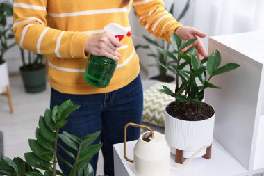 Bir kadın güzel saksı bitkisini suyla ilaçlıyor, yakın plan.