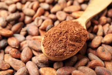 Tahta kaşıkta kakao tozu, fasulye, yakın plan. Metin için boşluk