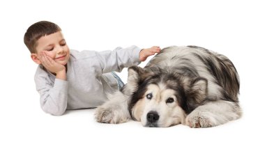 Küçük çocuk beyaz arka planda sevimli Alaska malamute köpeğini okşuyor.