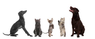 Köpekler ve kediler beyaz arka planda aynı noktaya bakıyorlar