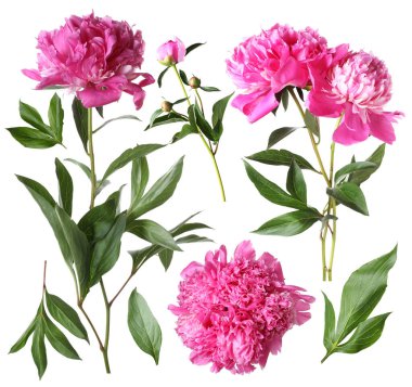 Yeşil yapraklı taze şakayıklar beyaz üzerine izole edilmiş.