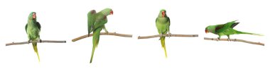 Parlak yeşil Alexandrine Papağanı beyaz arkaplana karşı dalda, set