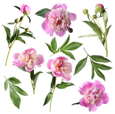 Yeşil yapraklı taze şakayıklar beyaz üzerine izole edilmiş.