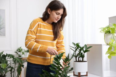 Evdeki çiçekleri sulayan güzel bir kadın.