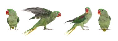 Parlak yeşil Alexandrine Papağanı beyaz sette izole edilmiş.